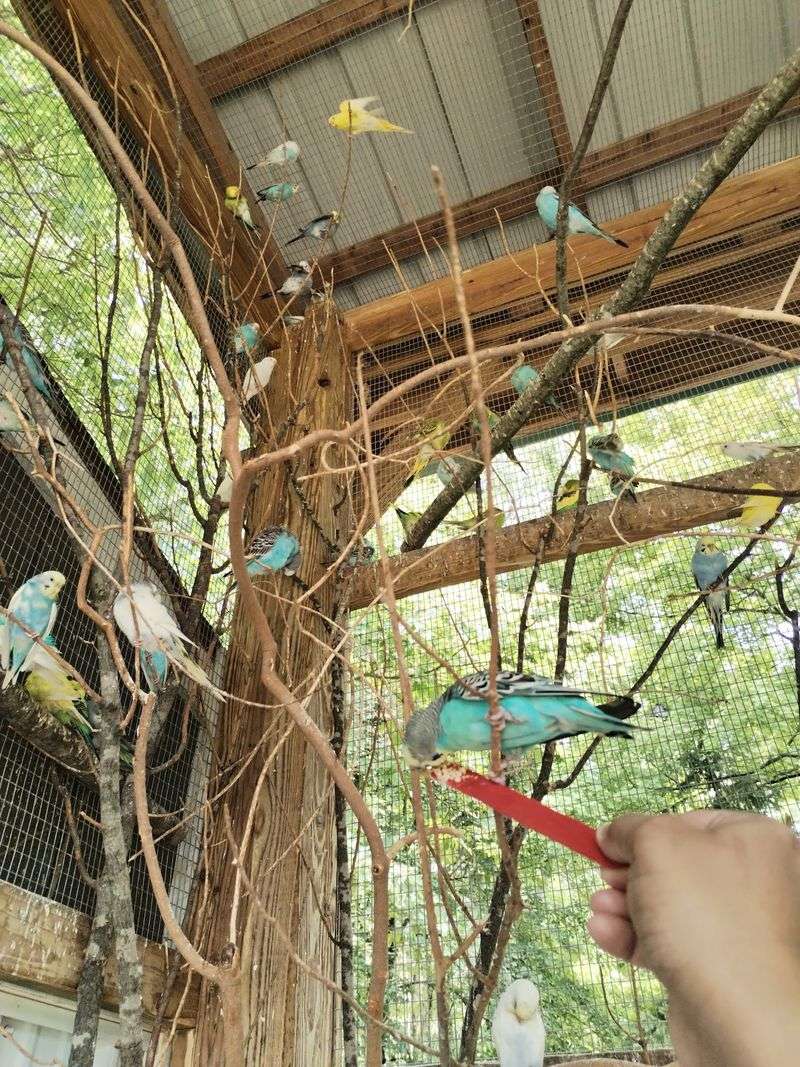 Parakeets That Land on Your Hand Parakeets That Land on Your Hand