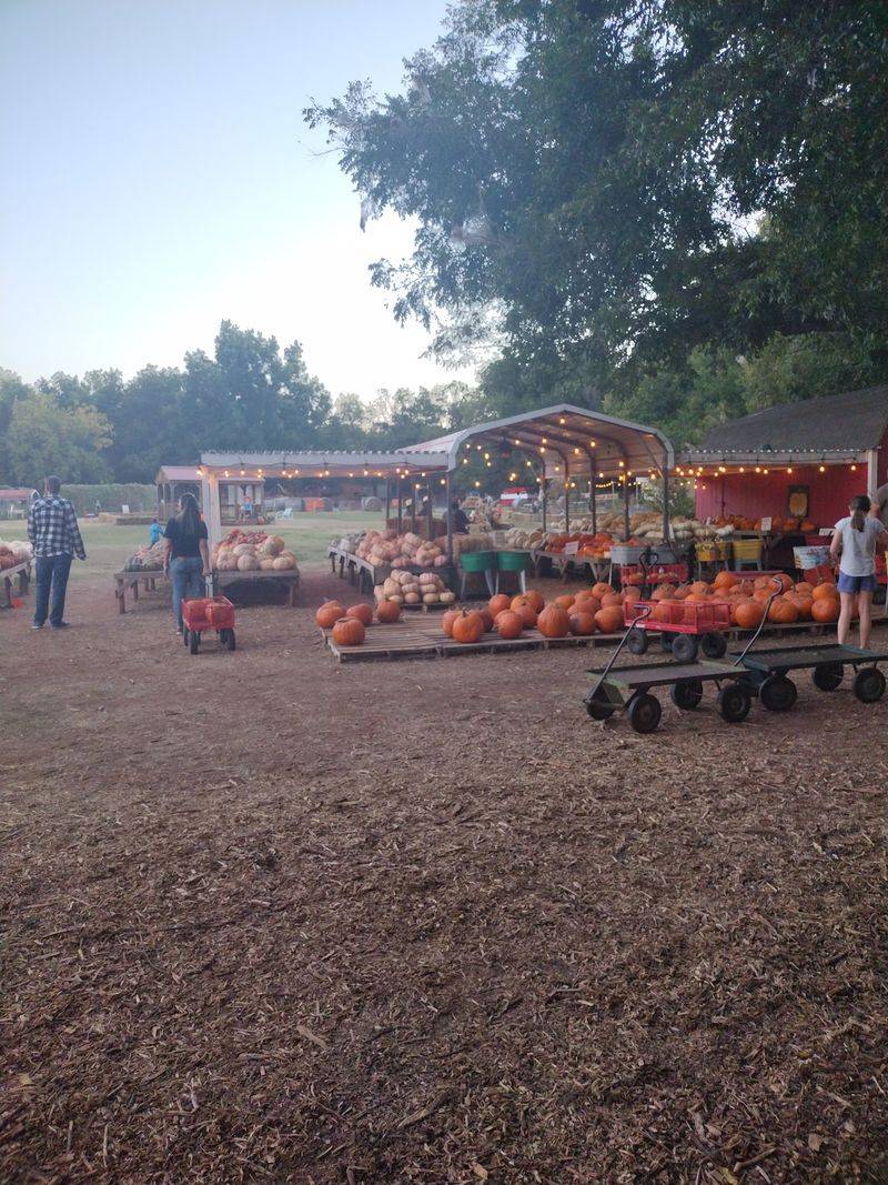 Parkhurst Pumpkin Patch, Arcadia, OK Parkhurst Pumpkin Patch, Arcadia, OK