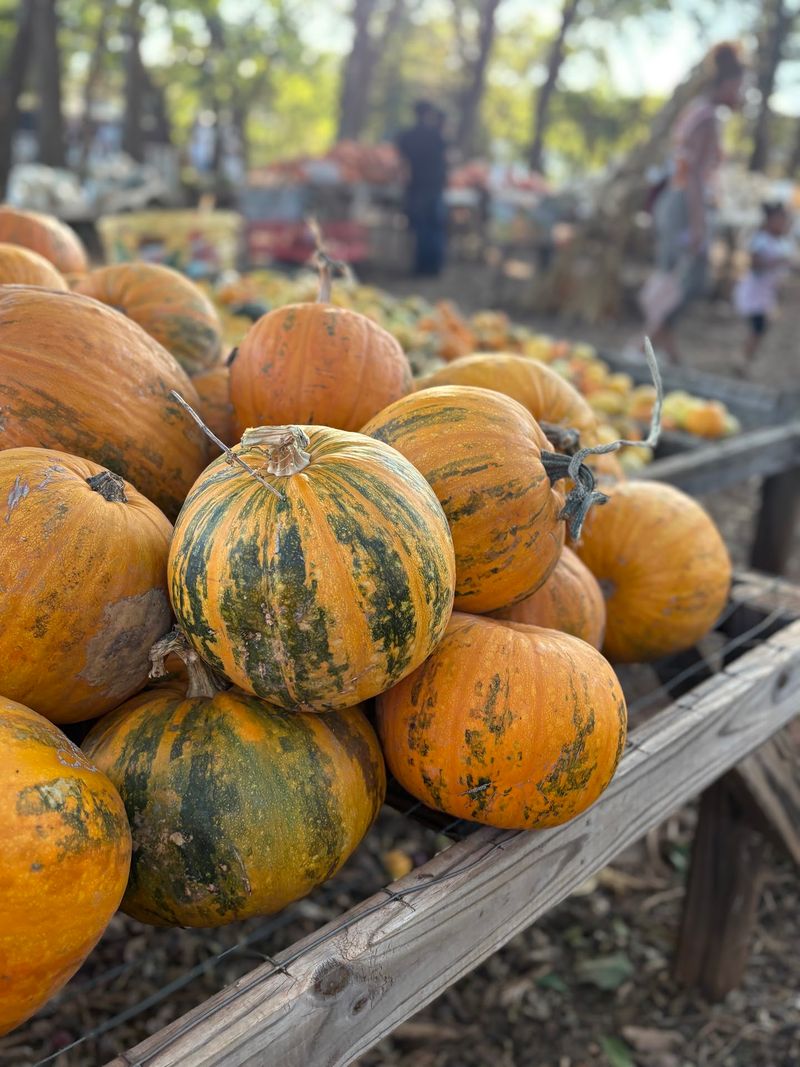 Parkhurst Pumpkin Patch Parkhurst Pumpkin Patch