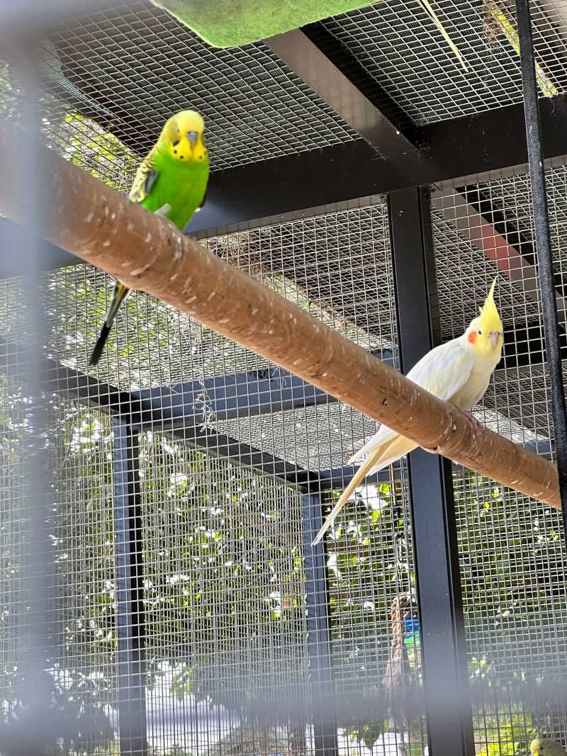 Parrots With Personality Hold Court Outside Parrots With Personality Hold Court Outside