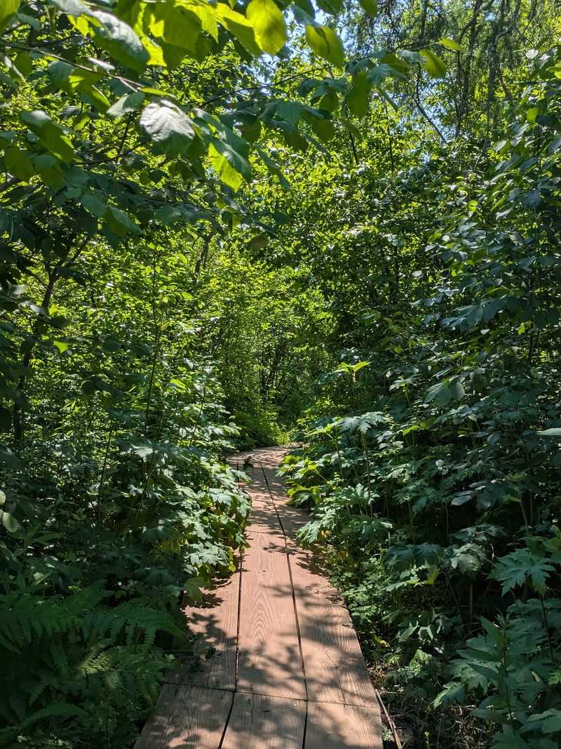 Paved Paths That Make The Falls Easy For Almost Everyone