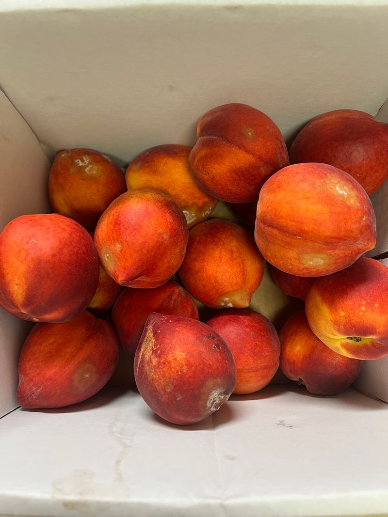 Peach Ice Cream and Its Loyal Fans Peach Ice Cream and Its Loyal Fans