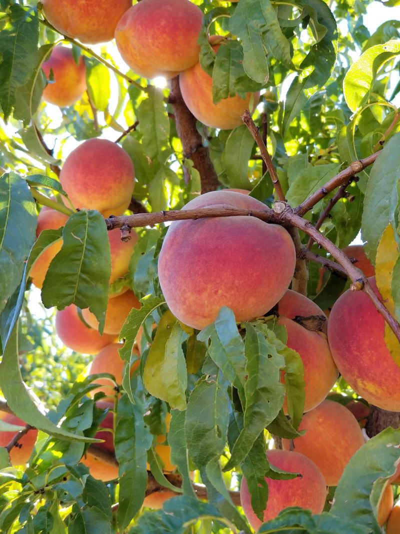 Peach Rows That Steal the Show Peach Rows That Steal the Show