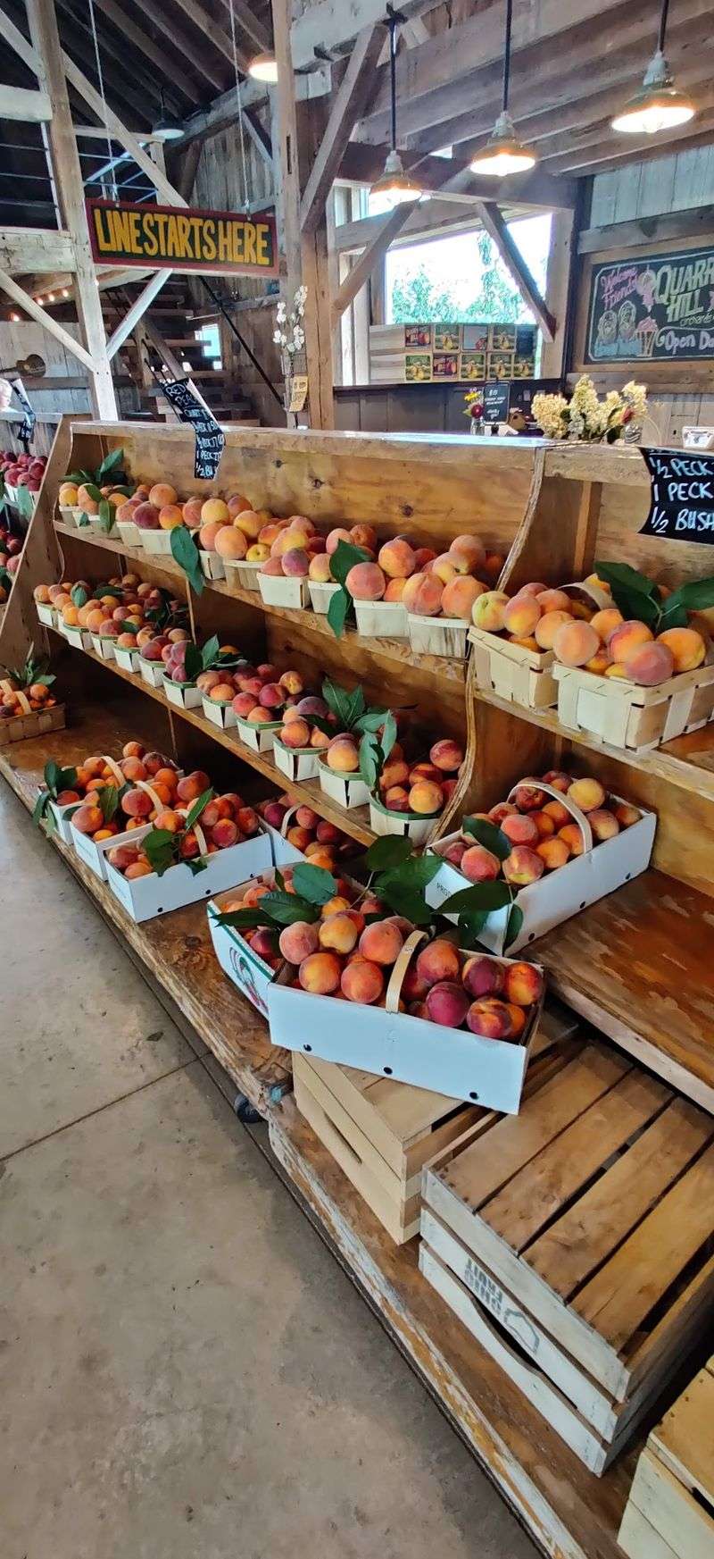 Peaches, Cherries and Summer Picking Peaches, Cherries and Summer Picking