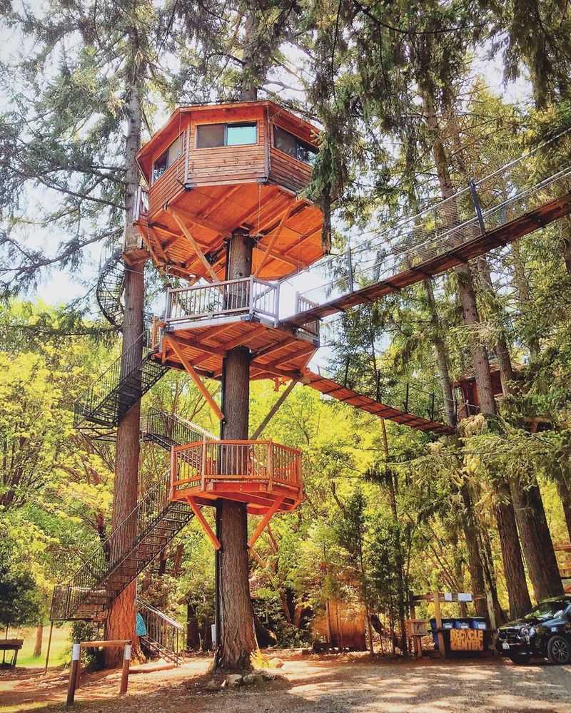 Peacock Perch and the Treehouse That Started It All