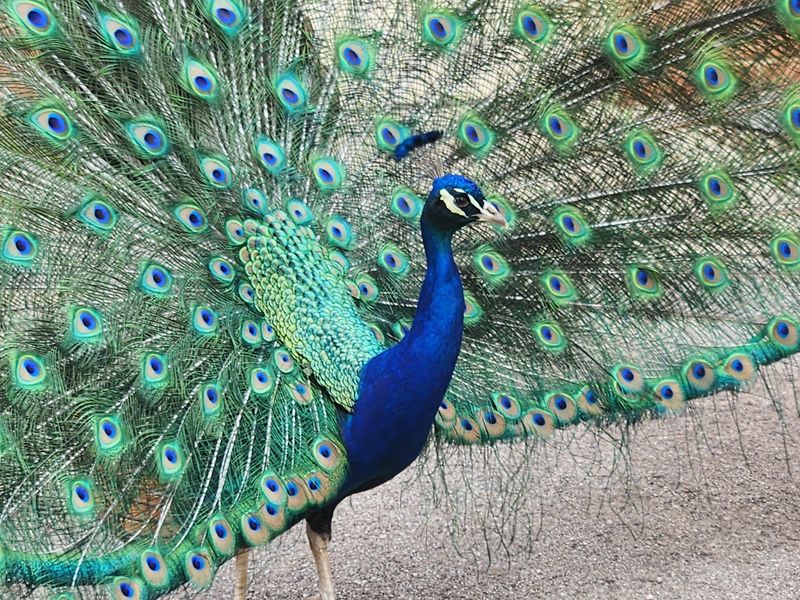 Peacocks, Ducks, And Other Locals Worth Meeting