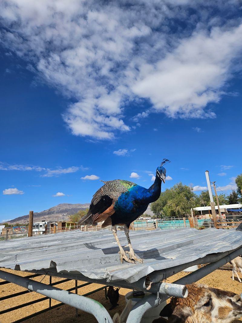 Peacocks, Geese, And One Quick Ostrich