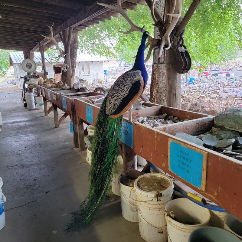 Peacocks, Hens and One Very Social Ostrich Peacocks, Hens and One Very Social Ostrich