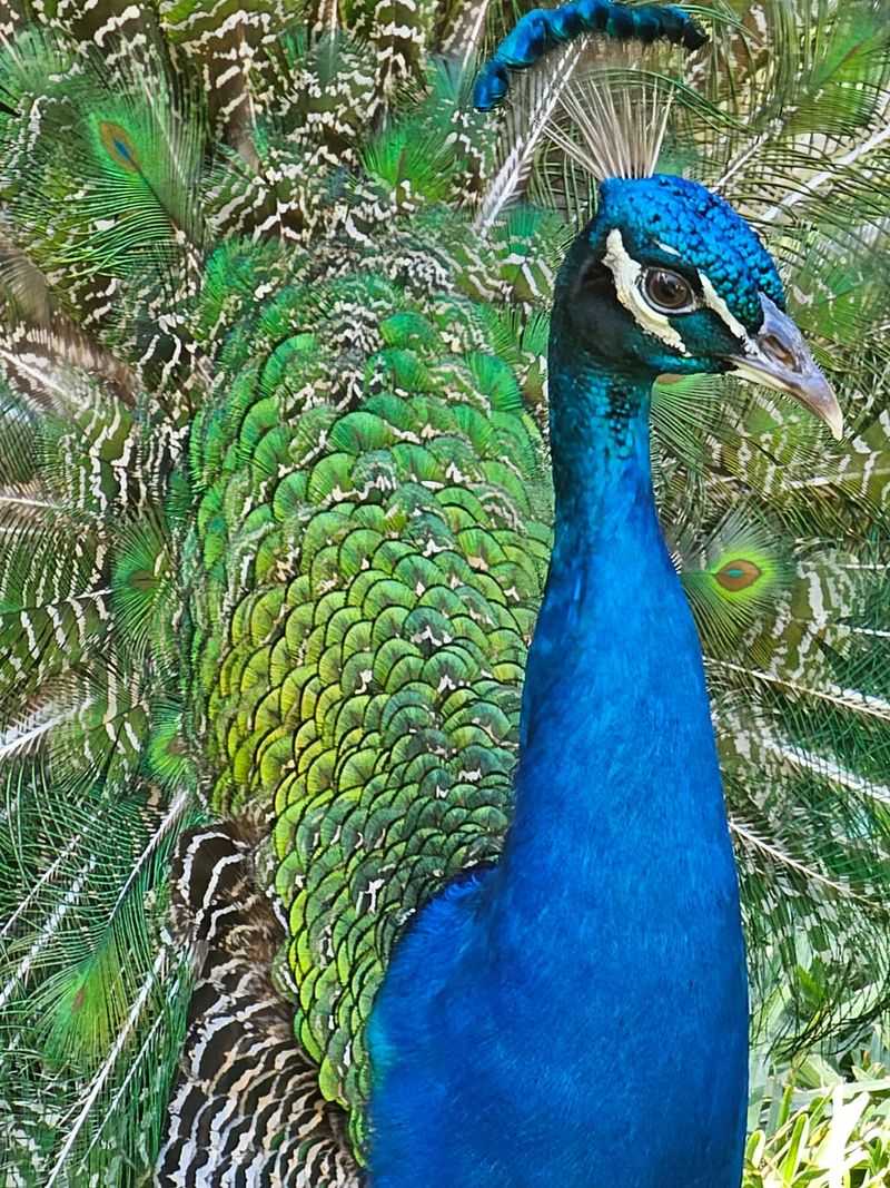 Peacocks, Ibis, and a Rainbow of Parrots