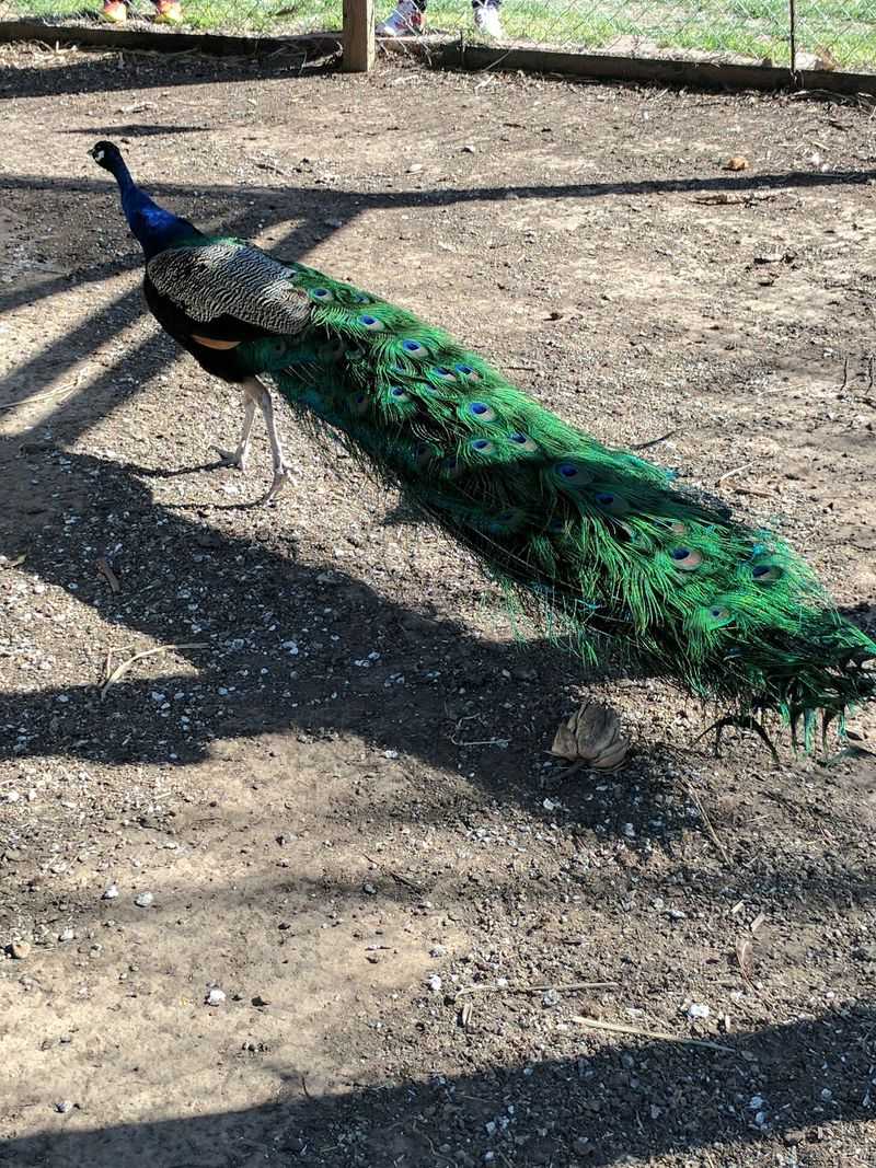 Peacocks Strutting Around the Property