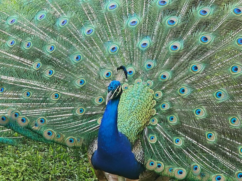 Peacocks, Trails, and Quiet Corners Peacocks, Trails, and Quiet Corners
