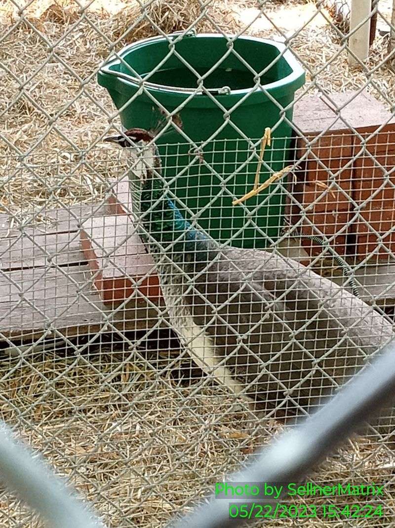 Peacocks and Feathered Neighbors