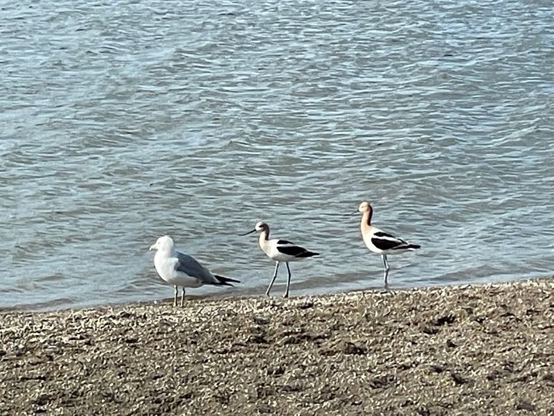 Pebbly Sand and Shoreline Quirks