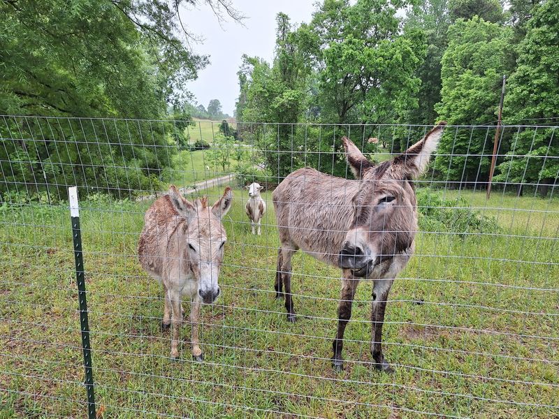 Pedro, Penny, and Paco the Donkeys