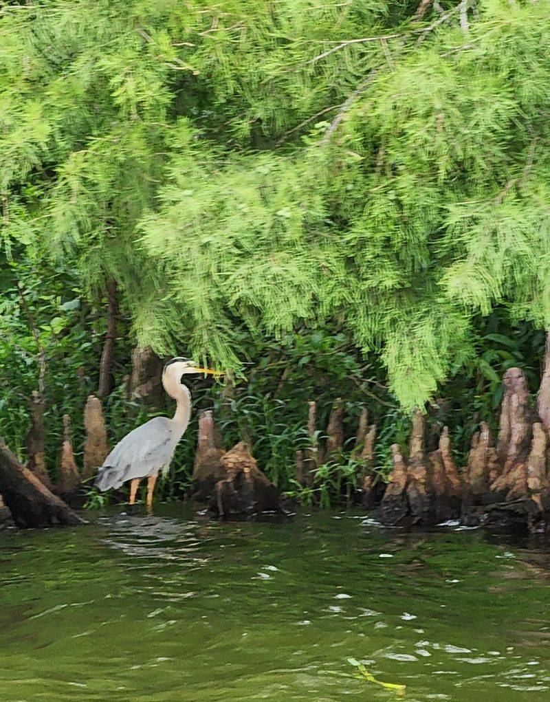 Pelicans, Geese, and a Year of Birds Pelicans, Geese, and a Year of Birds