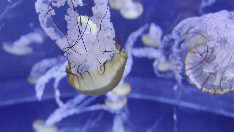 Penguins, Jellies, and Horseshoe Crabs Worth a Slow Stroll