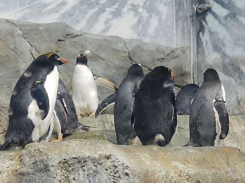 Penguins at Lunchtime Penguins at Lunchtime