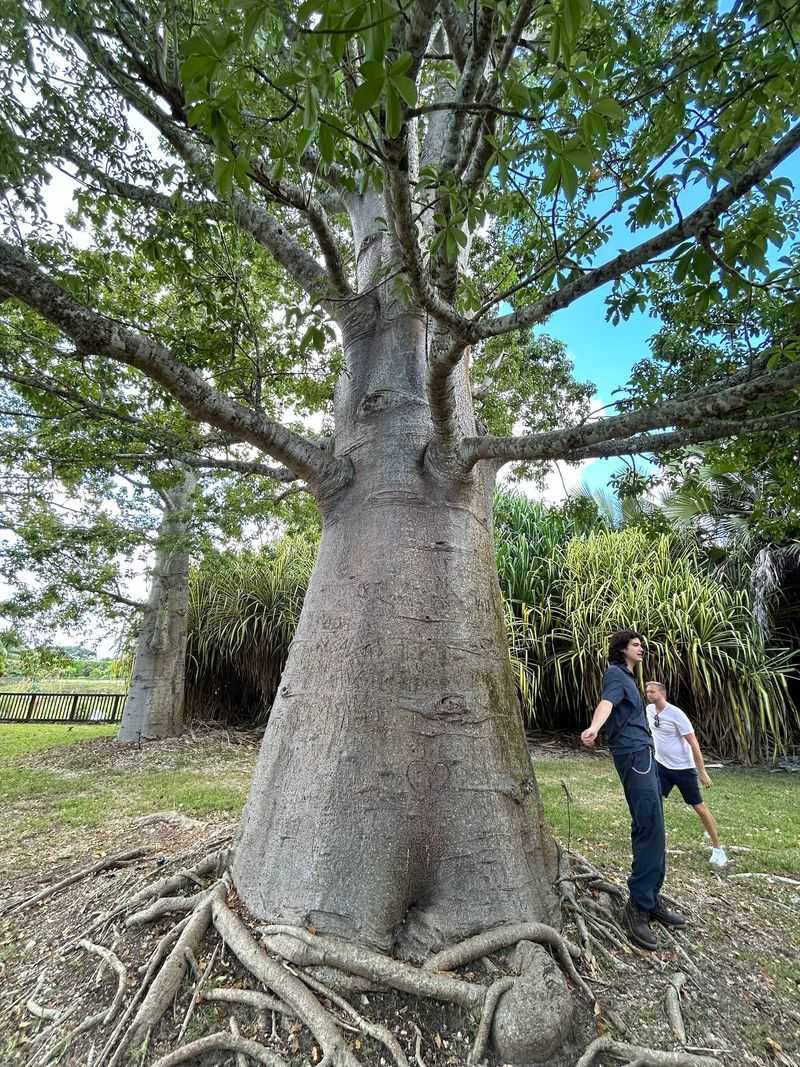 Pepper Vines, Jackfruit Giants, and a Baobab Worth Finding Pepper Vines, Jackfruit Giants, and a Baobab Worth Finding
