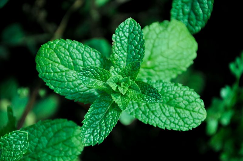 Peppermint for Digestive Troubles Peppermint for Digestive Troubles