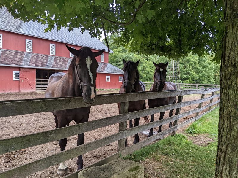 Percheron Horses, the Gentle Giants Percheron Horses, the Gentle Giants