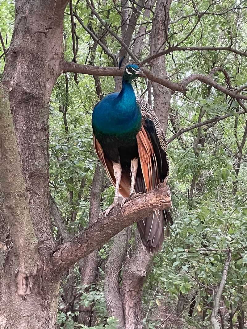 Peter the Peacock and the Barnyard Welcome Crew