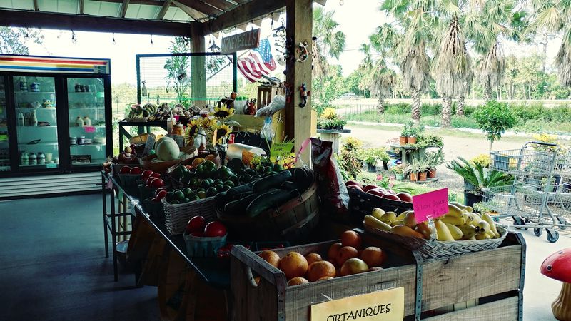 Peterson's Groves & Nursery, Vero Beach, FL Peterson's Groves & Nursery, Vero Beach, FL