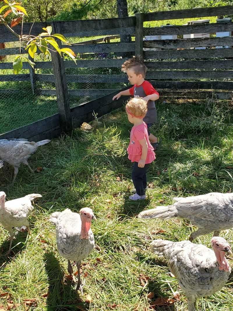 Petting, Photos, and Barnyard Surprises Petting, Photos, and Barnyard Surprises