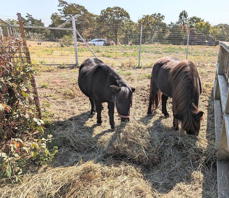 Petting Zoo, Playground, and the Fire Tower Climb