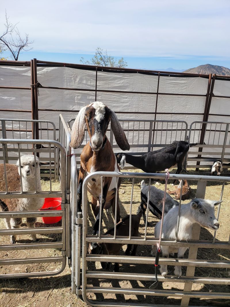 Petting Zoo Time for Little Farmhands