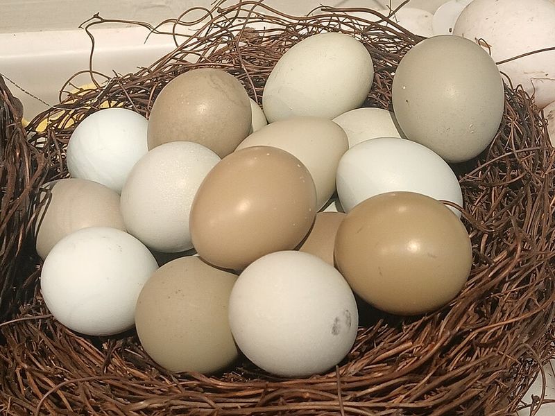 Pheasant eggs