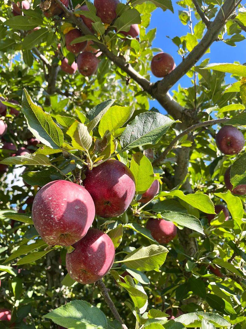 Pick-Your-Own Apples by the Bagful Pick-Your-Own Apples by the Bagful