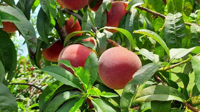 Pick-Your-Own Fruit Through the Seasons