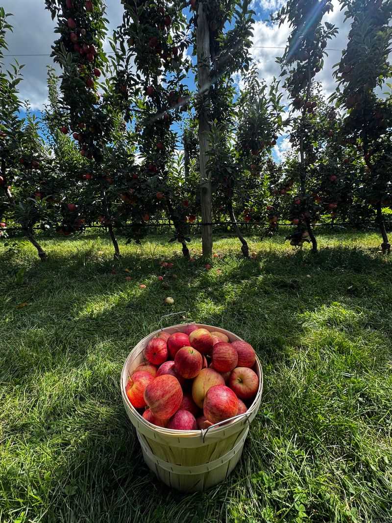 Picking Apples, Pumpkins, and Berries