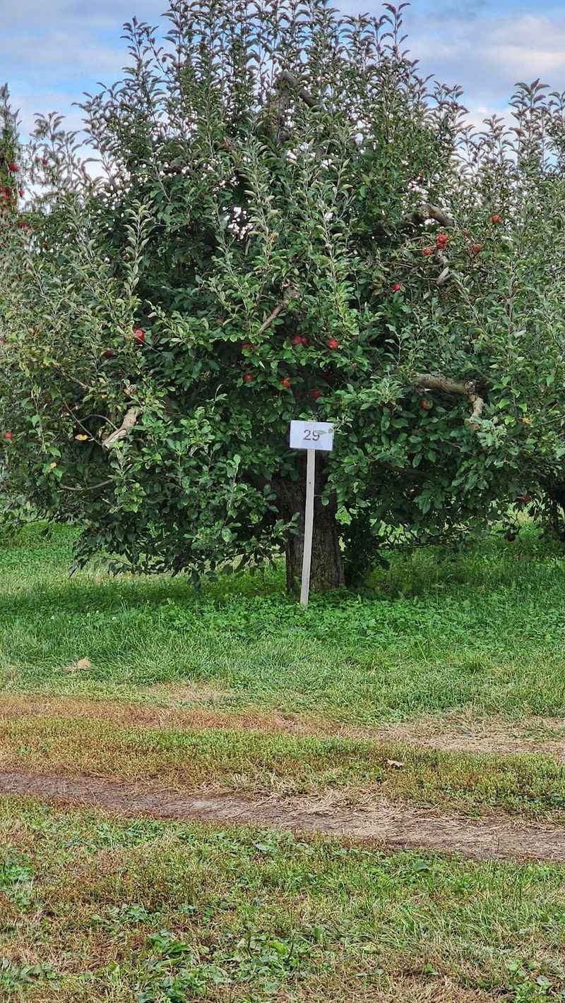 Picking Apples Straight From the Tree Picking Apples Straight From the Tree