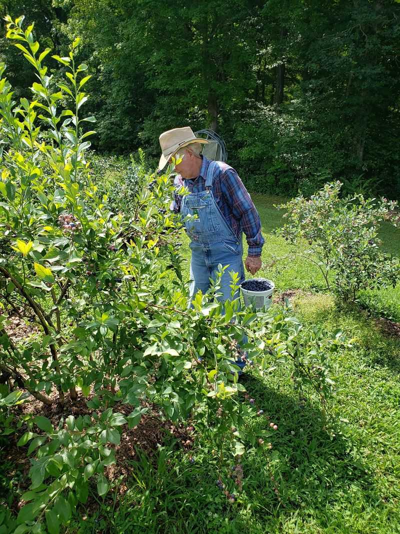 Picking Like the Old Days Picking Like the Old Days