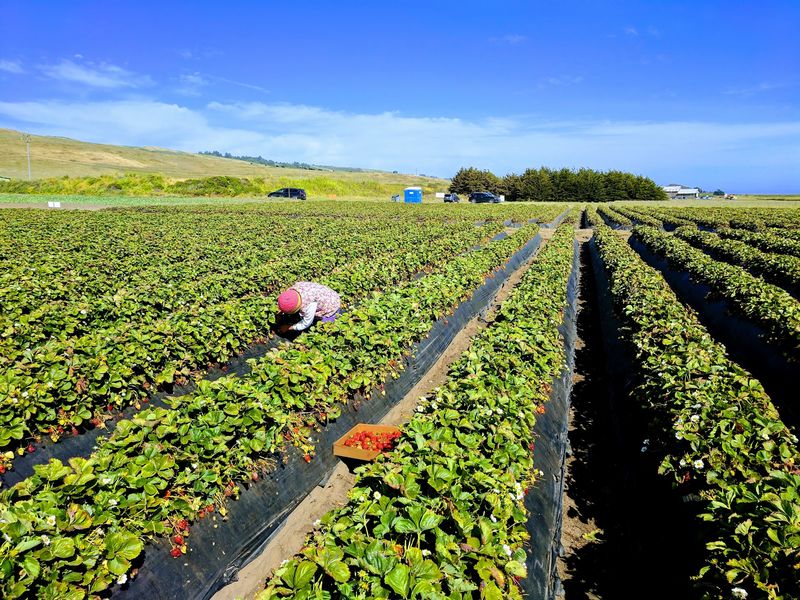 Picking Strawberries Straight From the Rows Picking Strawberries Straight From the Rows
