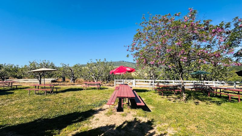 Picnic Tables Under the Orchard Trees