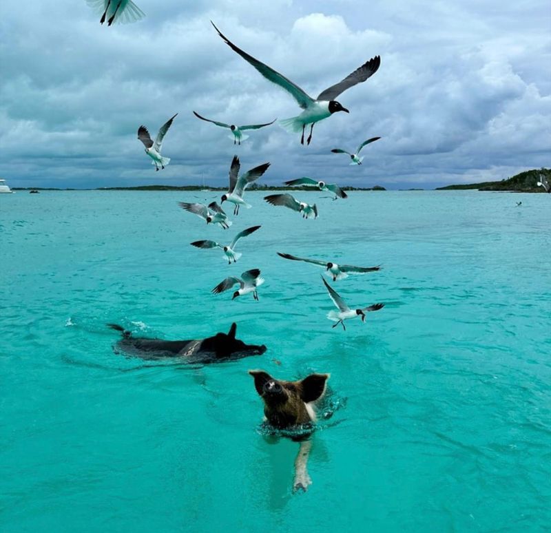 Pig Beach, Bahamas: Swimming Pigs