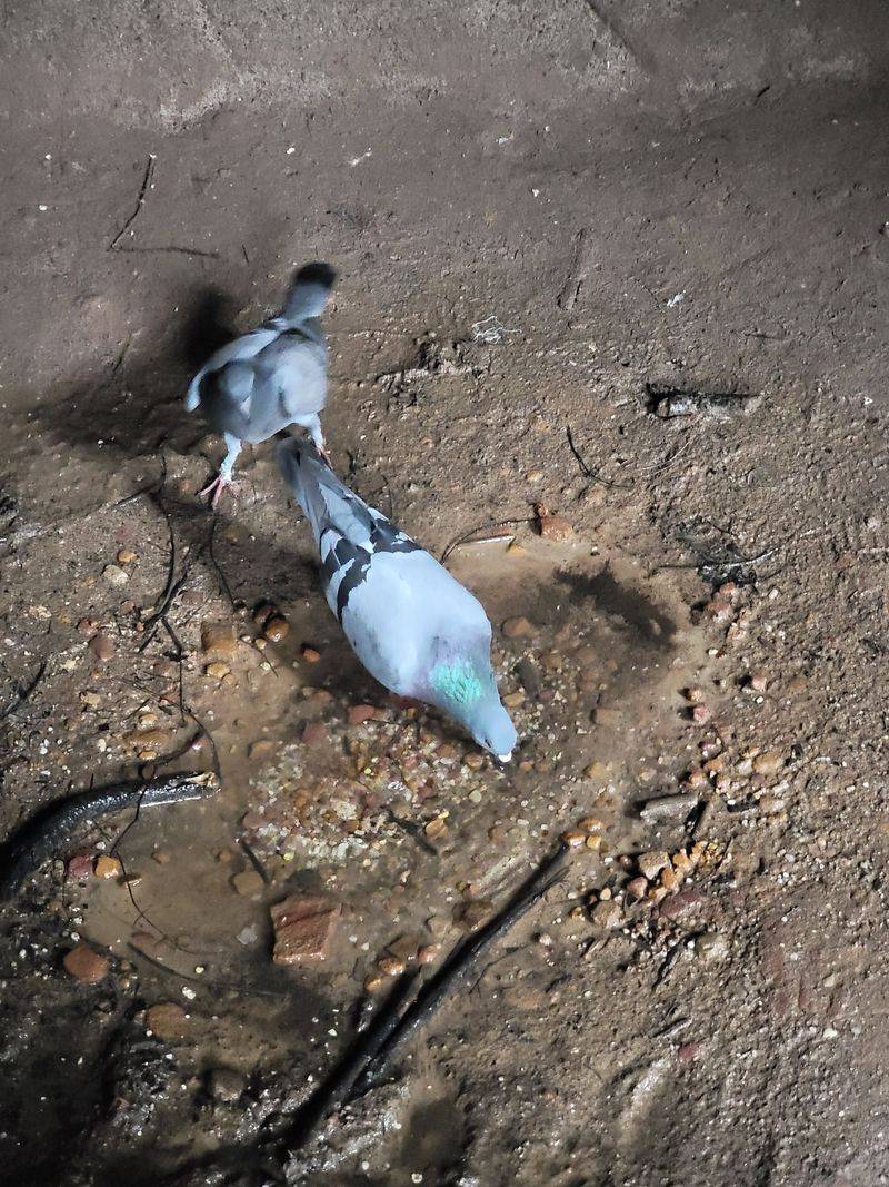 Pigeons, Echoes, And Other Cave Residents