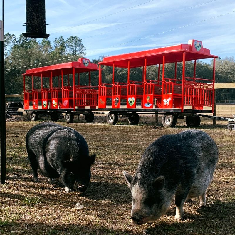 Pigs on the Morning Welcome Committee Pigs on the Morning Welcome Committee