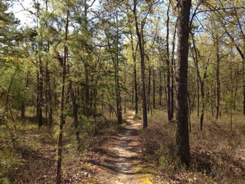 Pine Forest at Walking Pace
