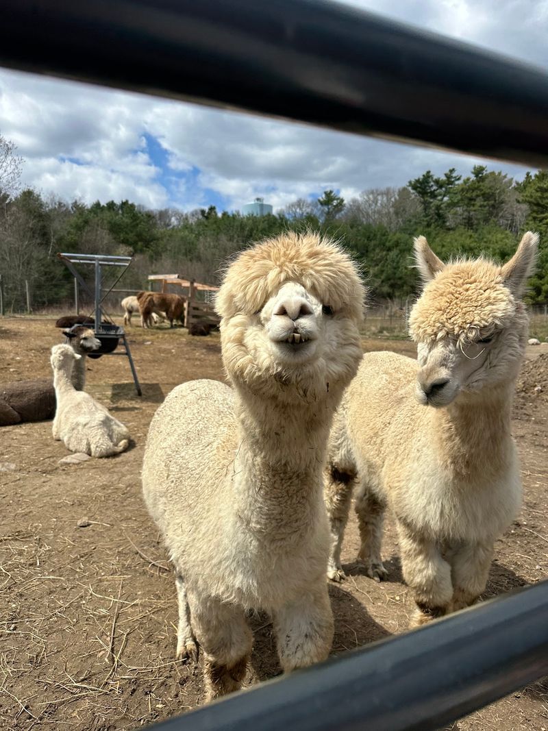 Pine Meadow Alpacas Pine Meadow Alpacas