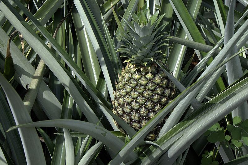 Pineapples