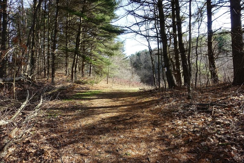 Pines, Ferns, and a Carpet of Needles Pines, Ferns, and a Carpet of Needles