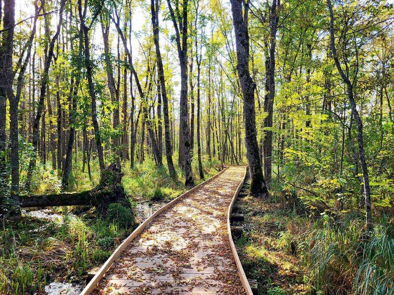 Planks That Float Over the Bog Planks That Float Over the Bog