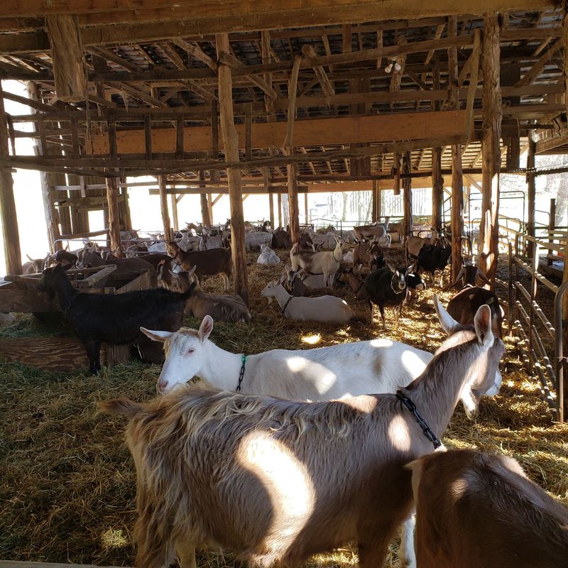 Planning Your Visit Around Farm Hours