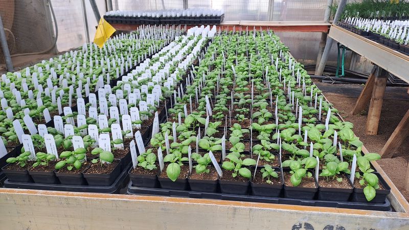 Plant Sales and Seasonal Swaps