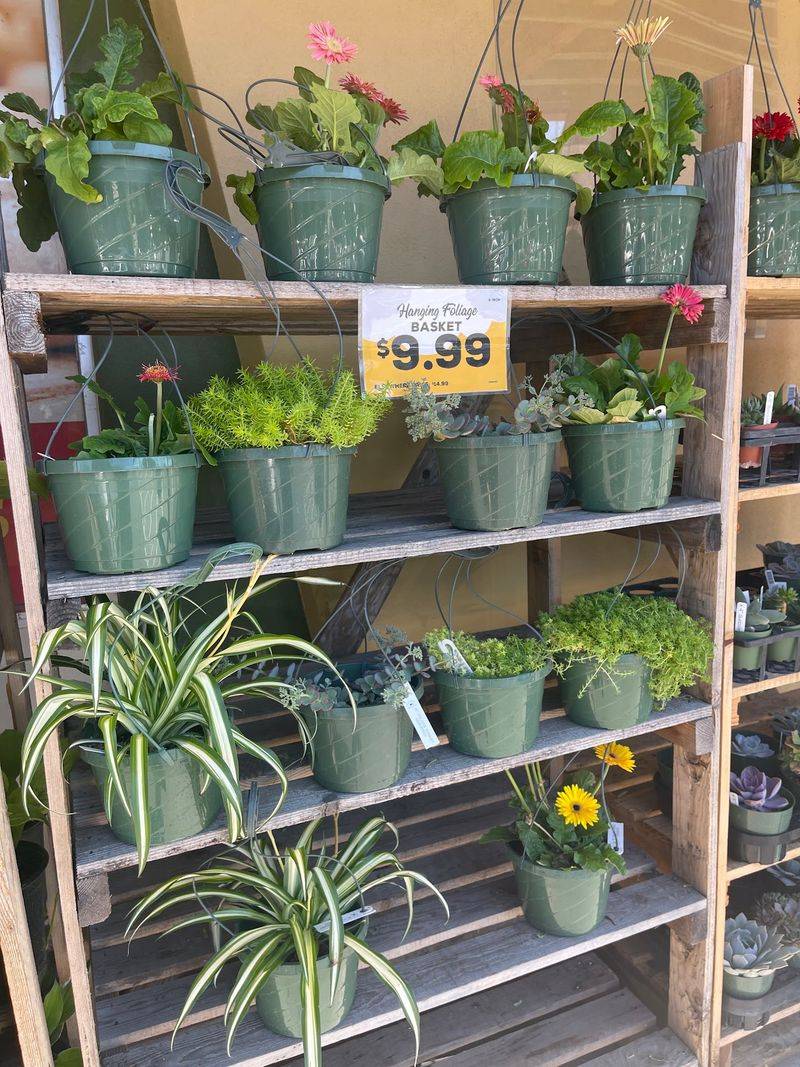 Plants, Garden Decor, and Seasonal Surprises