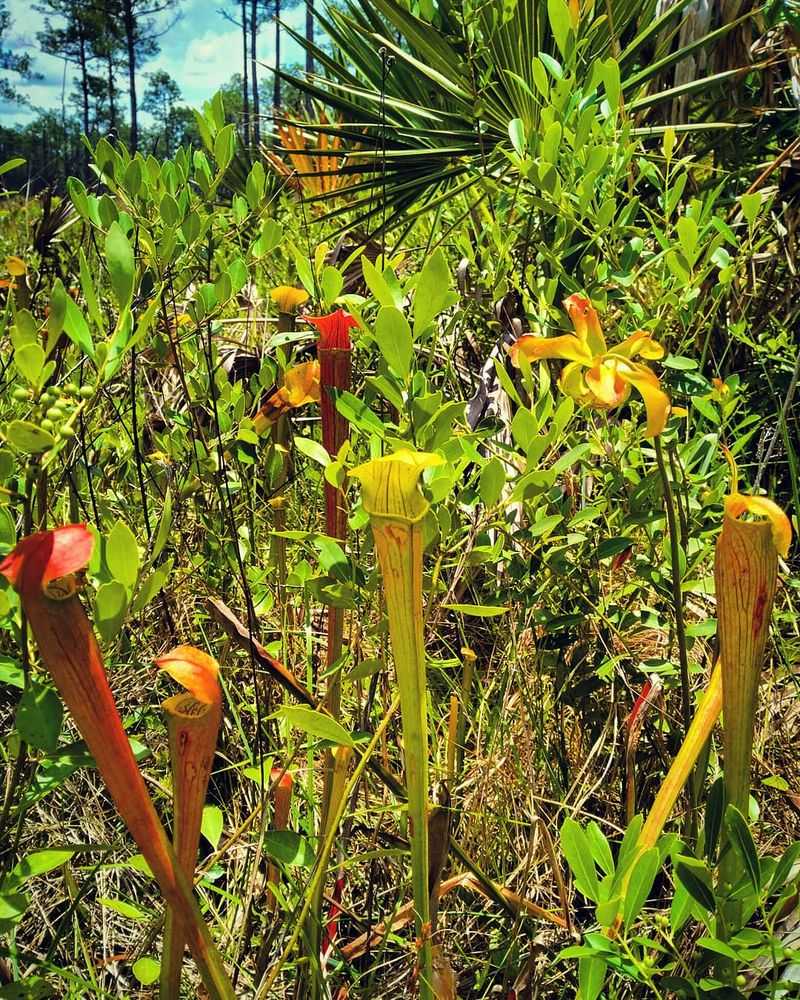Plants That Eat Bugs Plants That Eat Bugs