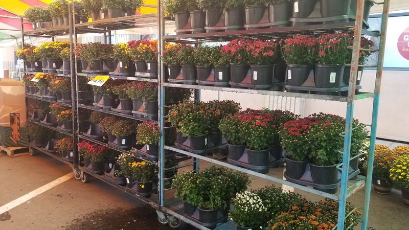 Plants Under the Outdoor Tent